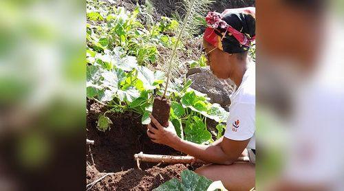 Ribeira Grande: Agricof considera que campanha de plantação de árvores despertou a sociedade para "boas práticas"