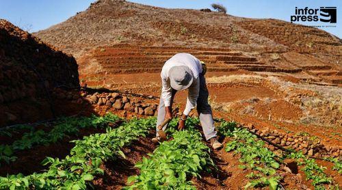 Porto Novo: Falta de mão-de-obra a agricultura está a inquietar os agricultores