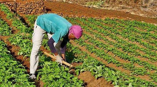 Porto Novo: Gala de homenagem aos agricultores, criadores e técnicos anunciada para Março  