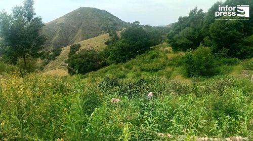 Planalto Leste: Agricultores esperam amenizar efeitos do mau ano agrícola com produção de feijões em algumas zonas    