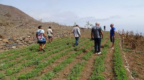 Martiene: Agricultores da Chã de Ribeirinha admitem prejuízos em cinco mil quilos de cenoura destruídos por animais 