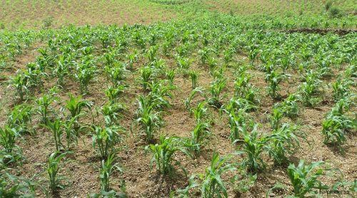 Brava: Falta de chuva está a condicionar o sector da agricultura na ilha