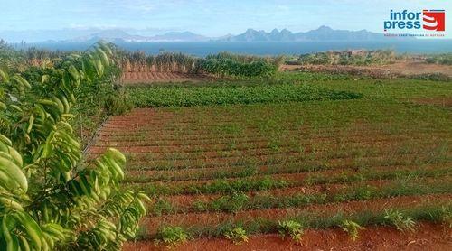 Santo Antão: Projecto sobre sistemas agro-florestais encerrado no município do Porto Novo 