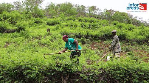 São Domingos: Agricultores de Godim enfrentam pragas e escassez de mão-de-obra