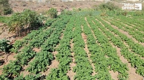 Santiago Nord : L’immigration ne compense pas le manque de main-d’œuvre dans les secteurs traditionnels