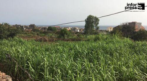 São Nicolau: Agricultores de Algodoeiro preocupados com assaltos e dificuldades com disponibilidade de água