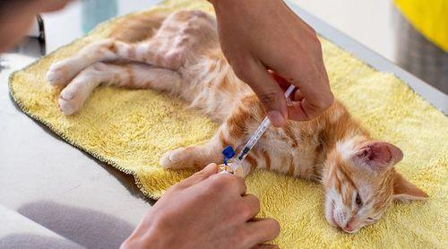 Boa Vista: Associação Nerina promove primeira campanha gratuita de castração de gatos