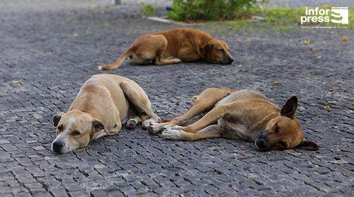 Maio: Câmara municipal acciona autoridades para averiguar morte de cães e gatos na ilha