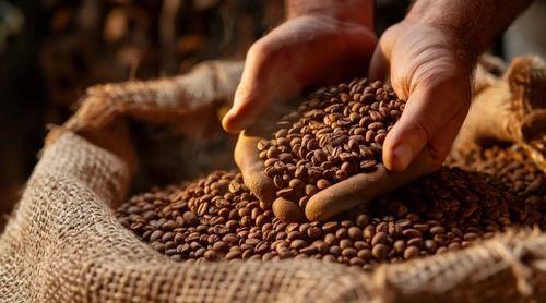 Brasil regista recorde de exportação de café em 2024