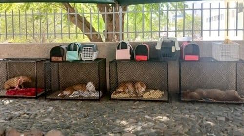Bons Amigos warn of accidental poisoning of dogs and cats caused by rat poison