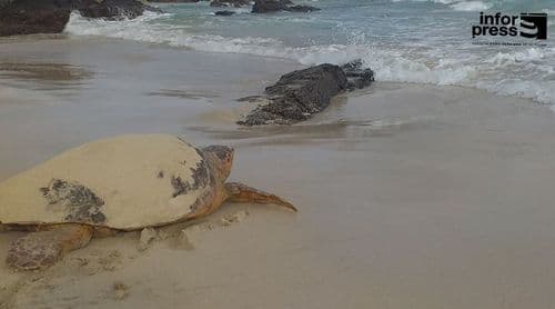 São Vicente: Ponta d’Pom regista 49 ninhos de tartarugas marinhas na Praia Grande e no Lazareto