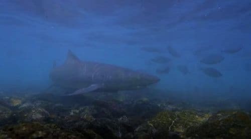 Mundial2026: Selecção aproveita projecção internacional para alertar sobre protecção marinha