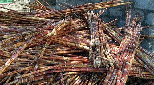   Brava: Produtores iniciam safra de cana-de-açúcar e apontam arranque da produção de grogue ainda esta semana