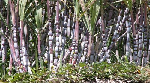 Brava: Produtores de grogue da ilha iniciam o processo da industrialização 