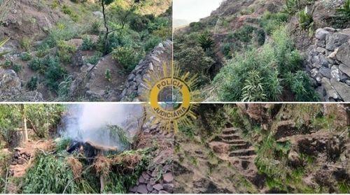 São Salvador do Mundo: PJ desmantela plantações de canábis e apreende mais de 400 quilos da droga