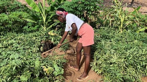 Carla Ribeiro transforma paixão herdada pela terra em negócio agrícola na cidade da Praia (c/áudio)