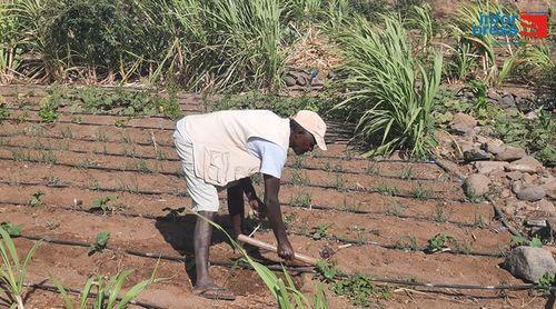 Porto Novo: Perímetro de Ponte Sul/Chã de Mato continua livre da praga dos mil pés para satisfação dos agricultores