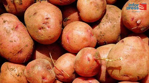 Porto Novo: Agricultores em Casa de Meio perspectivam boa colheita de batata comum este ano