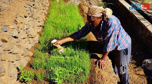 Porto Novo: Agricultores no perímetro de Morro Cavalo preocupados com alastramento dos mil pés nessa zona agrícola 