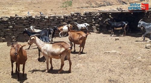 Porto Novo/Planalto Norte: Escassez de ração no mercado continua a preocupar criadores de gado - responsável