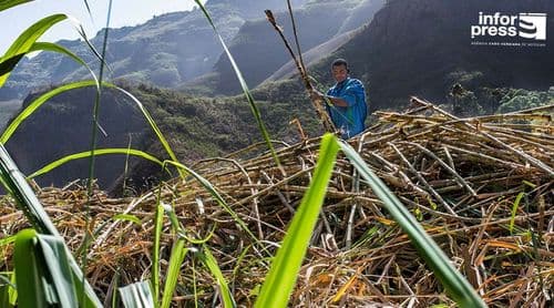 Porto Novo: Deputados prometem ser porta-vozes dos produtores de grogue sobre a antecipação da safra da cana de açúcar 