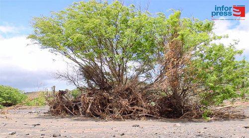São Vicente: Associação alerta para o abate sem controle no Calhau de acácias para produzir carvão