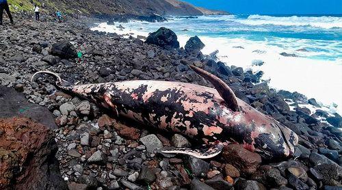 São Nicolau: IMar diz que encalhe de baleias-piloto é sinal sobre a vitalidade e equilíbrio dos oceanos