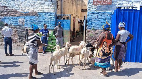 Santa Catarina: Associação Lantuna apoia 15 mulheres chefes de família com entrega de casais de carneiros em Porto Rincão