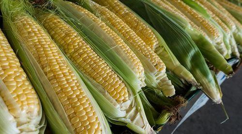 Porto Novo: “Família dos Verdes” promove primeira edição da festa do milho verde