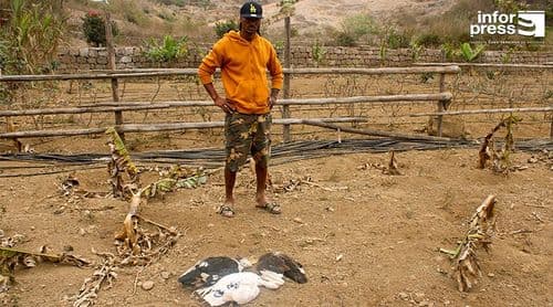 Brava: Agricultor apela a intervenção urgente para salvar projecto ameaçado pela falta de água