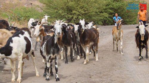 Brava: Criadores das zonas altas alarmados com frequentes ataques de cães vadios aos rebanhos (c/áudio)