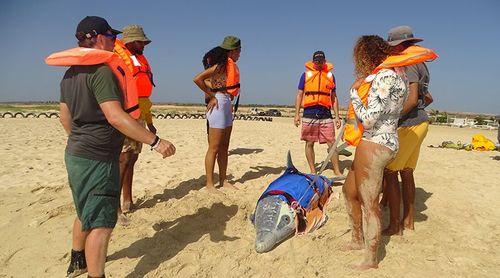 Sal Island: Local teams receive training on safe and sustainable stranded cetacean rescue