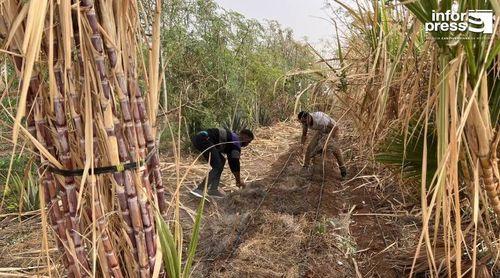 Porto Novo: Safra de cana sacarina já na recta final em alguns vales apesar da escassez de mão de obra