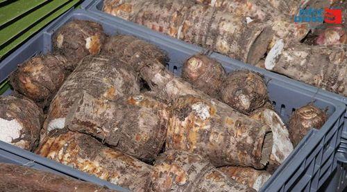 Porto Novo: Falta de mão de obra e problema de mercado preocupam produtores do inhame no Tarrafal de Monte Trigo