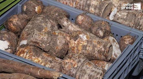 Porto Novo/Tarrafal de Monte Trigo: Produtores agrícolas admitem exportação do inhame a partir de 2025 com o entreposto agrícola