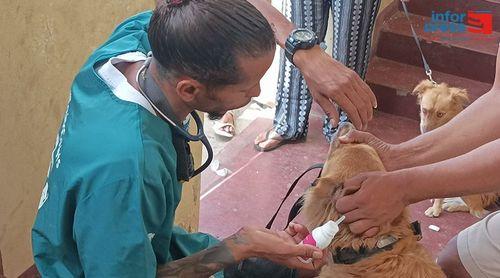 São Filipe: Campanha de castração e desparasitação de cães e gatos termina com balanço positivo - Projecto Covets