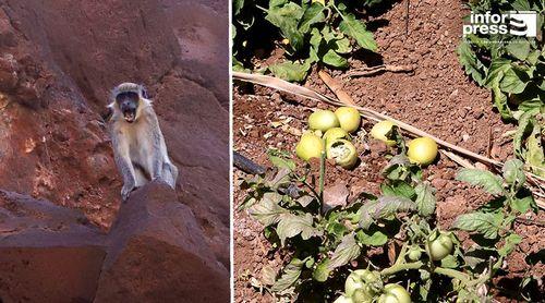 Ribeira Grande de Santiago: Agricultores da Cidade Velha prejudicados com aumento de macacos