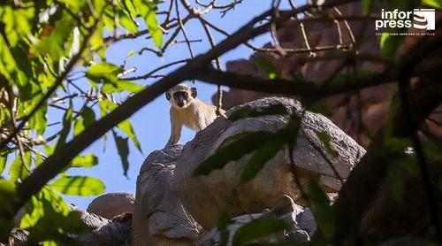 Associação apela à “serenidade no conflito" entre agricultores e macacos em Santiago e Brava
