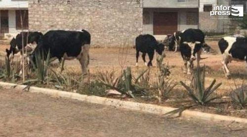 Maio: Câmara municipal vai recolher animais na via pública a partir de 25 de Agosto