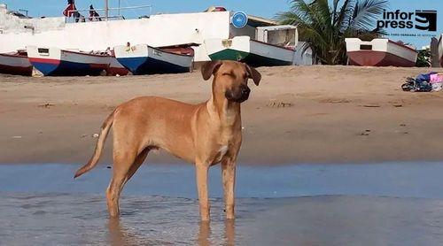 Maio: Associação Joaninha alerta para aumento de envenenamento de cães e gatos e pede controlo de substâncias tóxicas