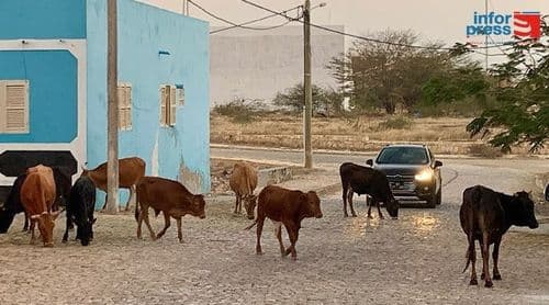 Câmara Municipal do Maio vai recolher animais soltos nas ruas a partir de 20 de Junho