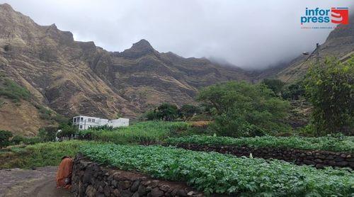 Porto Novo: Agricultores a braços com falta de trabalhadores nas safras de batata comum e cana sacarina  