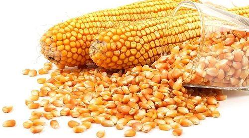 Preços do milho 2ª, arroz 1ª, feijão congo e óleo alimentar sobem no primeiro trimestre