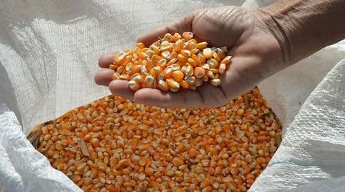 Preços de arroz e açúcar mantêm tendência de baixa no mercado internacional