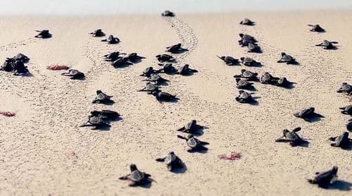 Boa Vista: Agosto regista pico da época das tartarugas marinhas com registro de mais de 33 mil ninhos e início de eclosões