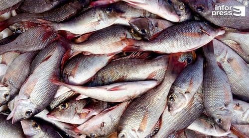 Porto Novo: Projecto sobre pesca sustentável prevê instalação de dez unidades de processamento do pescado