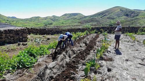 Porto Novo: Falta de mão de obra condiciona actividade agrícola no Planalto Leste - agricultores