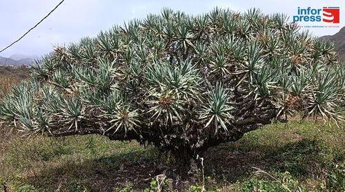 São Nicolau: Parque Natural Monte Gordo ganha Quintal Botânico para valorizar espécies endémicas
