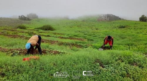 Porto Novo: Parque natural de Topo de Coroa recebe campanha de florestação promovida pelo Projecto EcoRaízes       