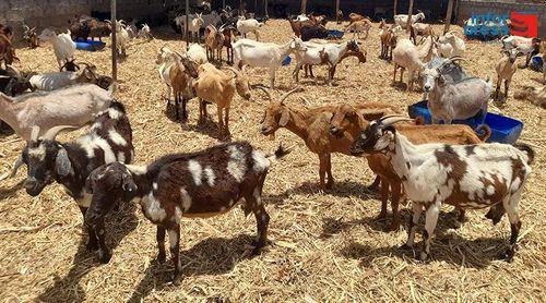 Porto Novo/Pecuária: Ministério da Agricultura vai apoiar 35 criadores de gado em abastecimento de água    